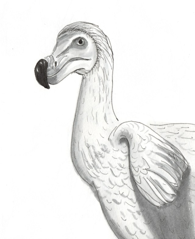 Dodo_0002