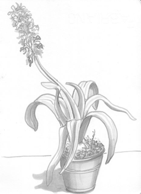 hyacinth1