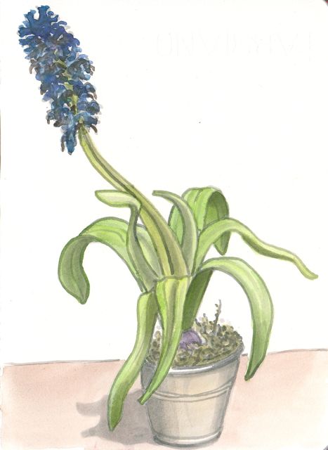 hyacinth2
