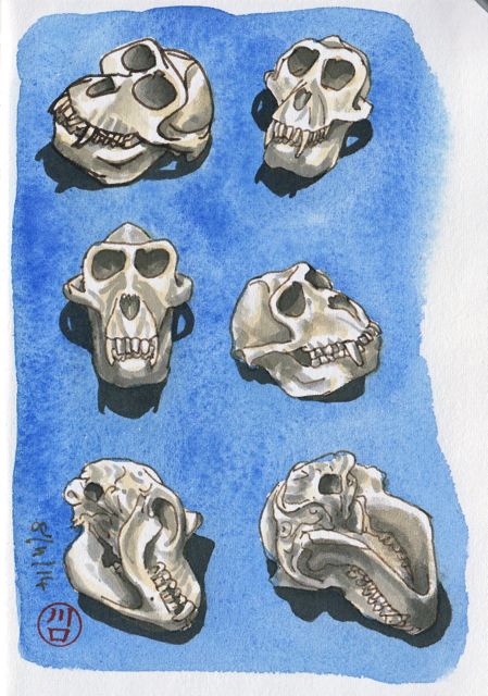 skulls etc6