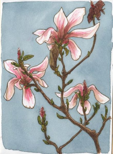 magnolias1